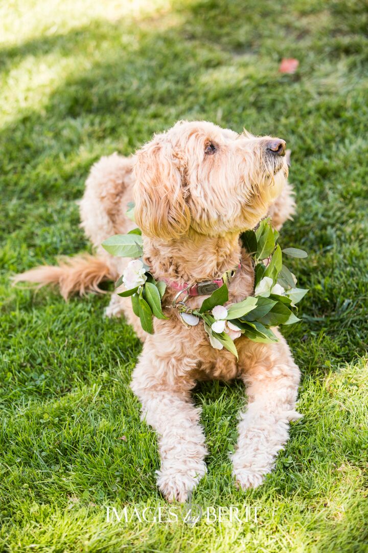 This puppy looked simply adorable with a greenery wreath around his neck for this outdoor wedding we planned!