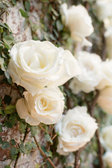 Large white garden roses