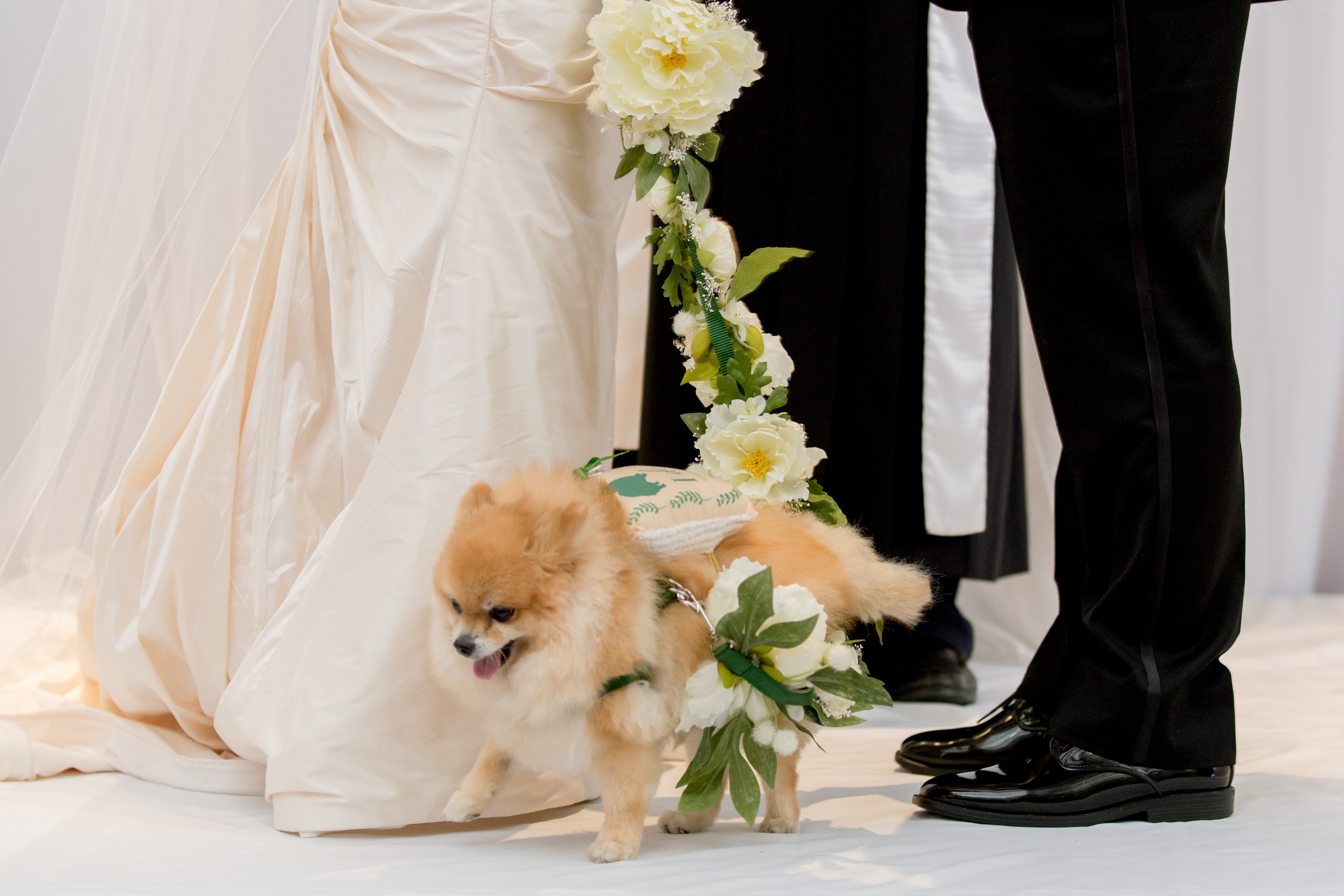bride and groom with dog at wedding ceremony