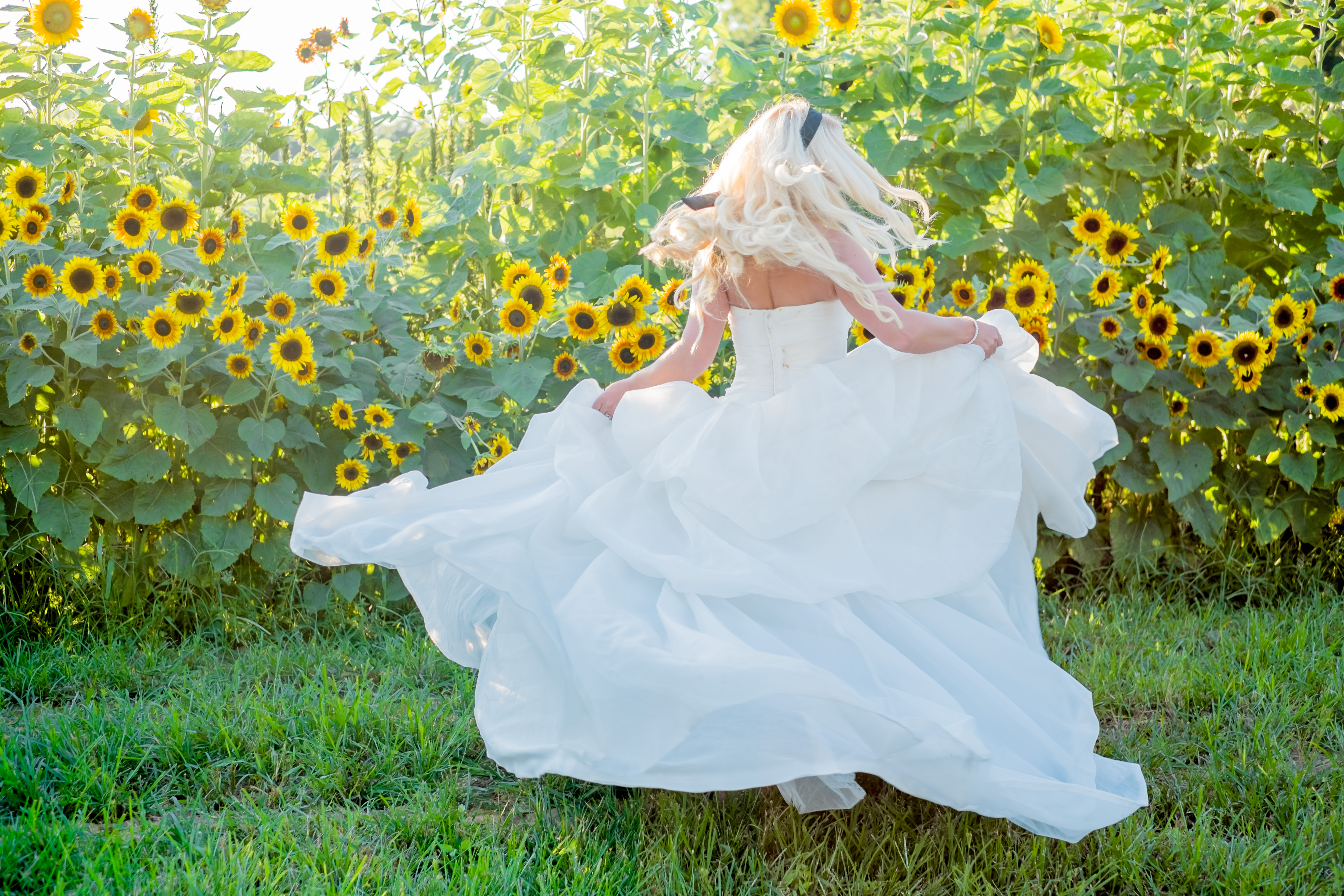 bride in ballgown spinning outside sunflower field