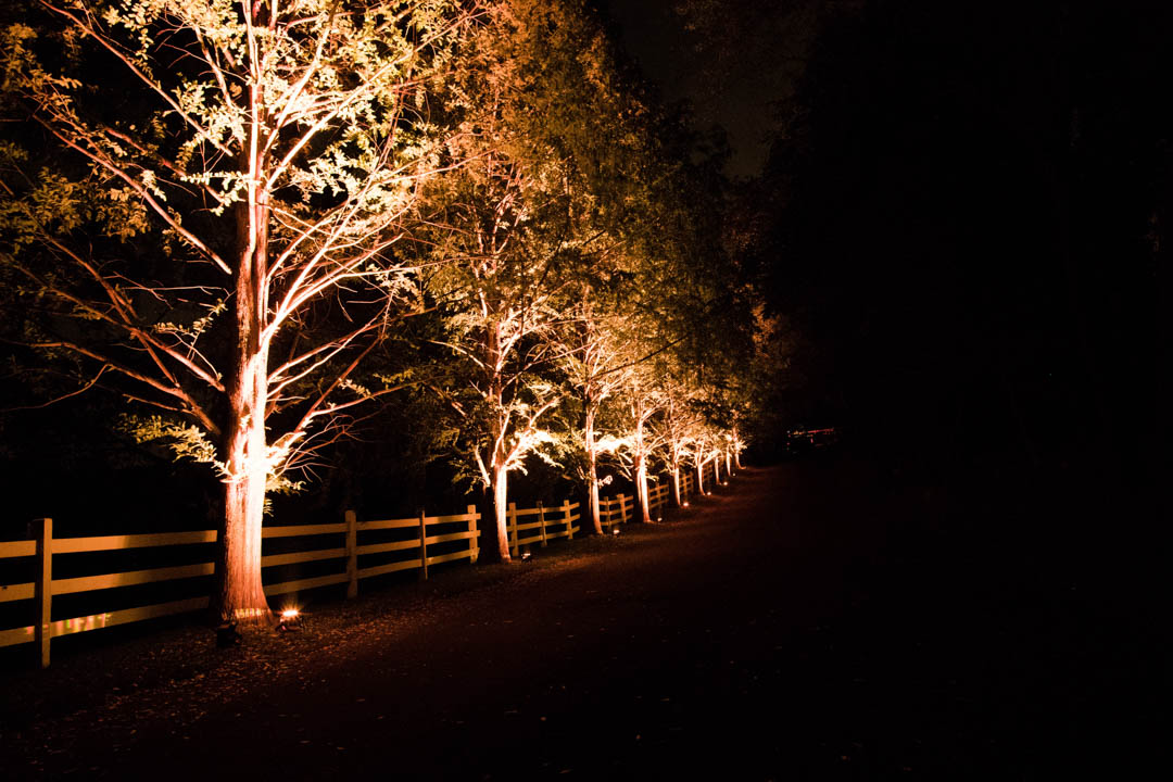 tree lined driveway with amber uplighting