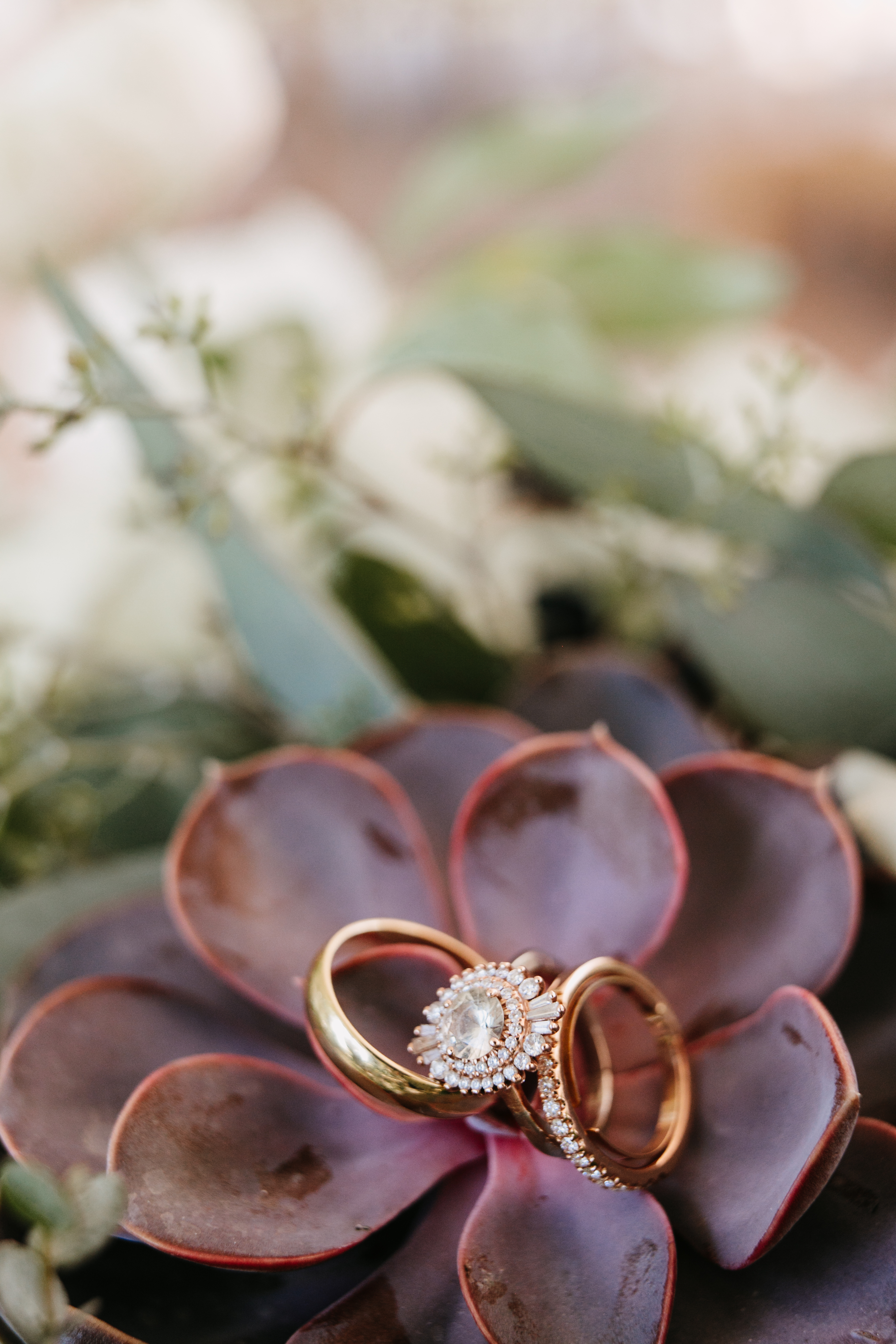 wedding bands on succulent