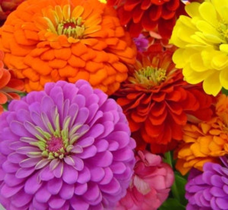 Zinnias