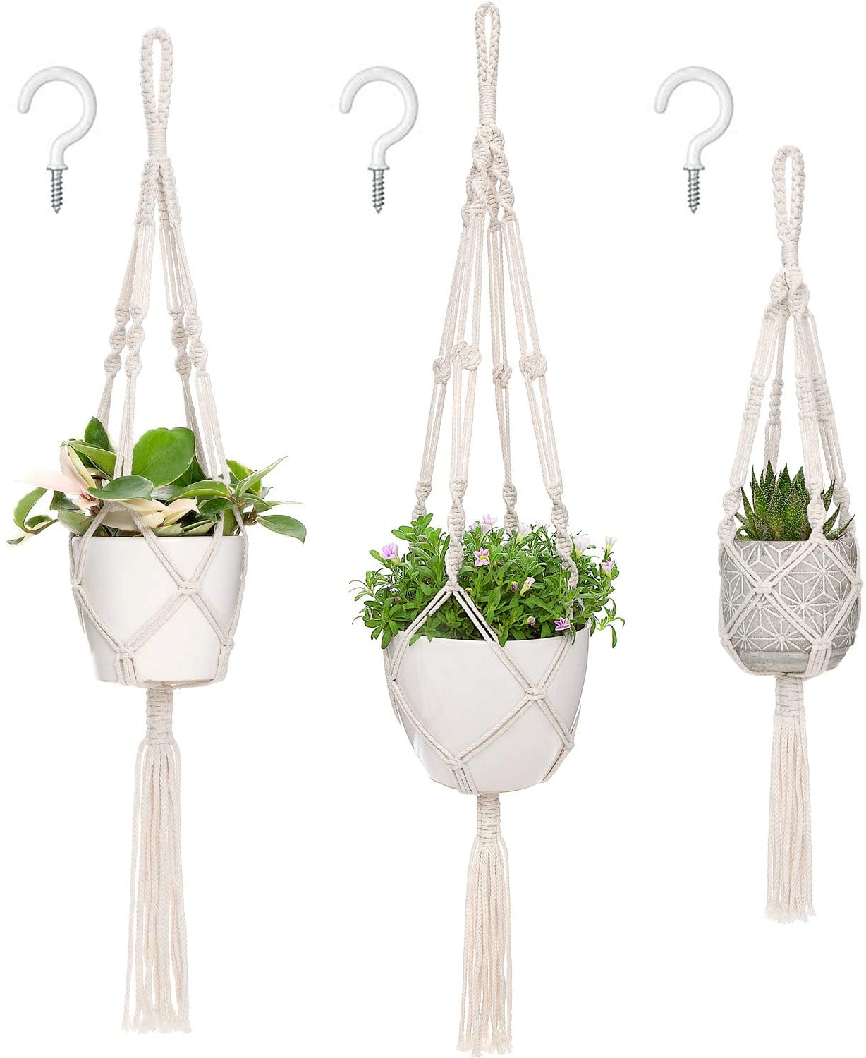hanging plants indoors