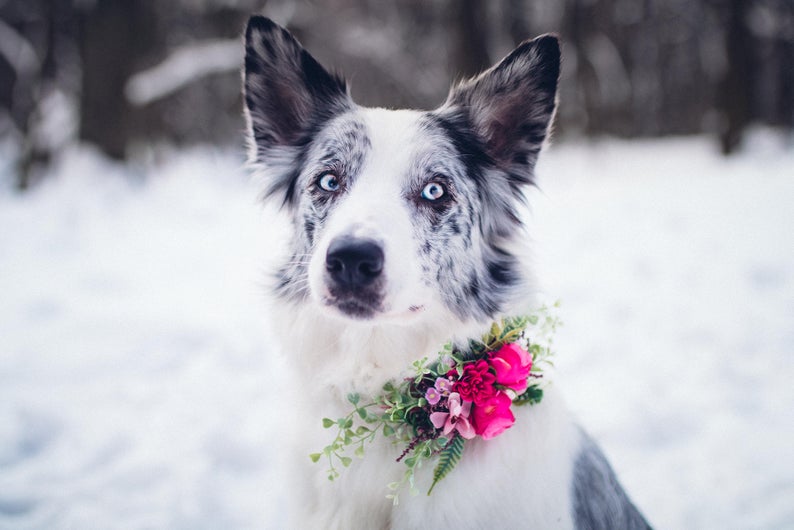 flower dog collar wedding