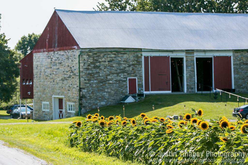 farm with sunflowers