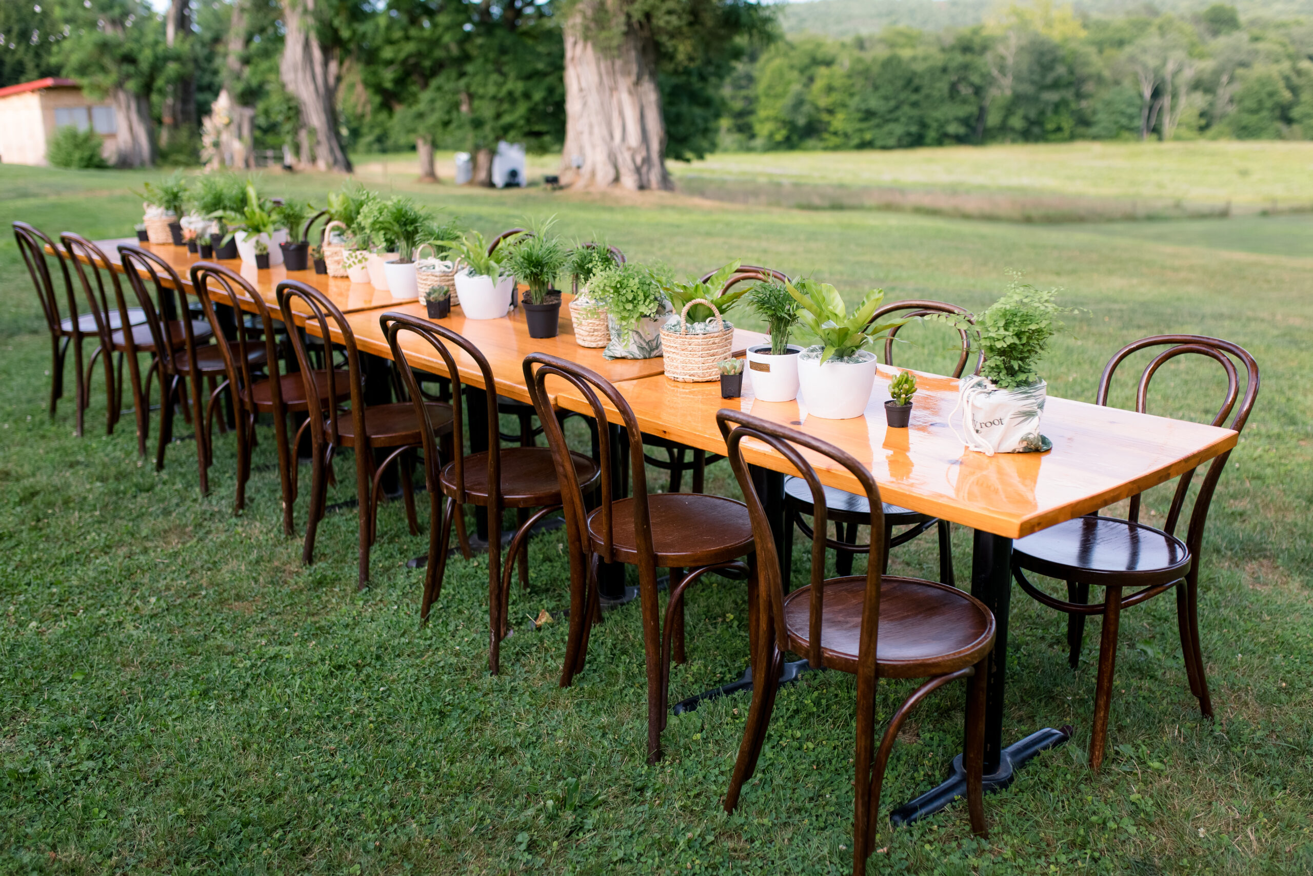 long table with green plants down middle for centerpiece