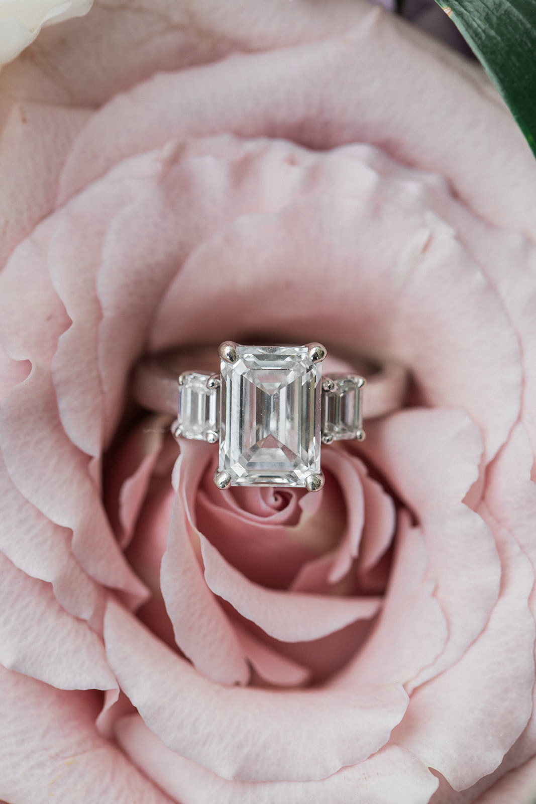 engagement ring inside pink rose