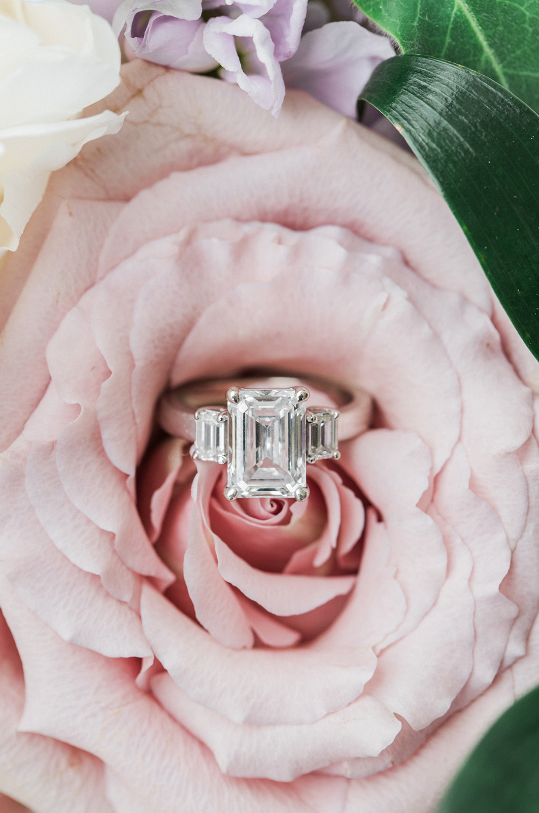 ring inside pink rose